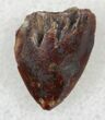 Serrated Phytosaur (Redondasaurus) Tooth - Arizona #27646-1